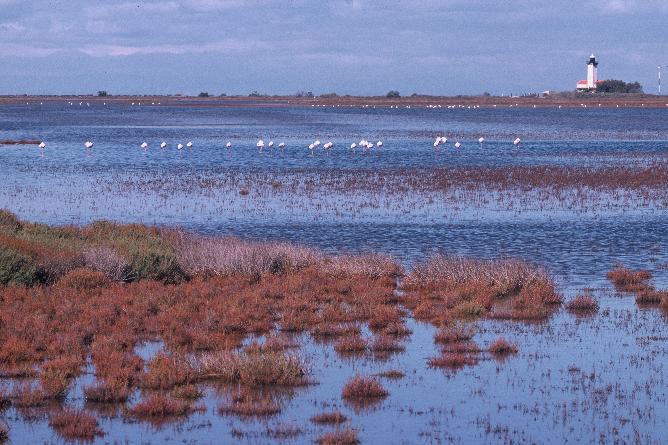 camargue